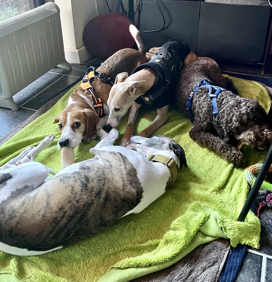 Dogs resting together indoors on a green blanket