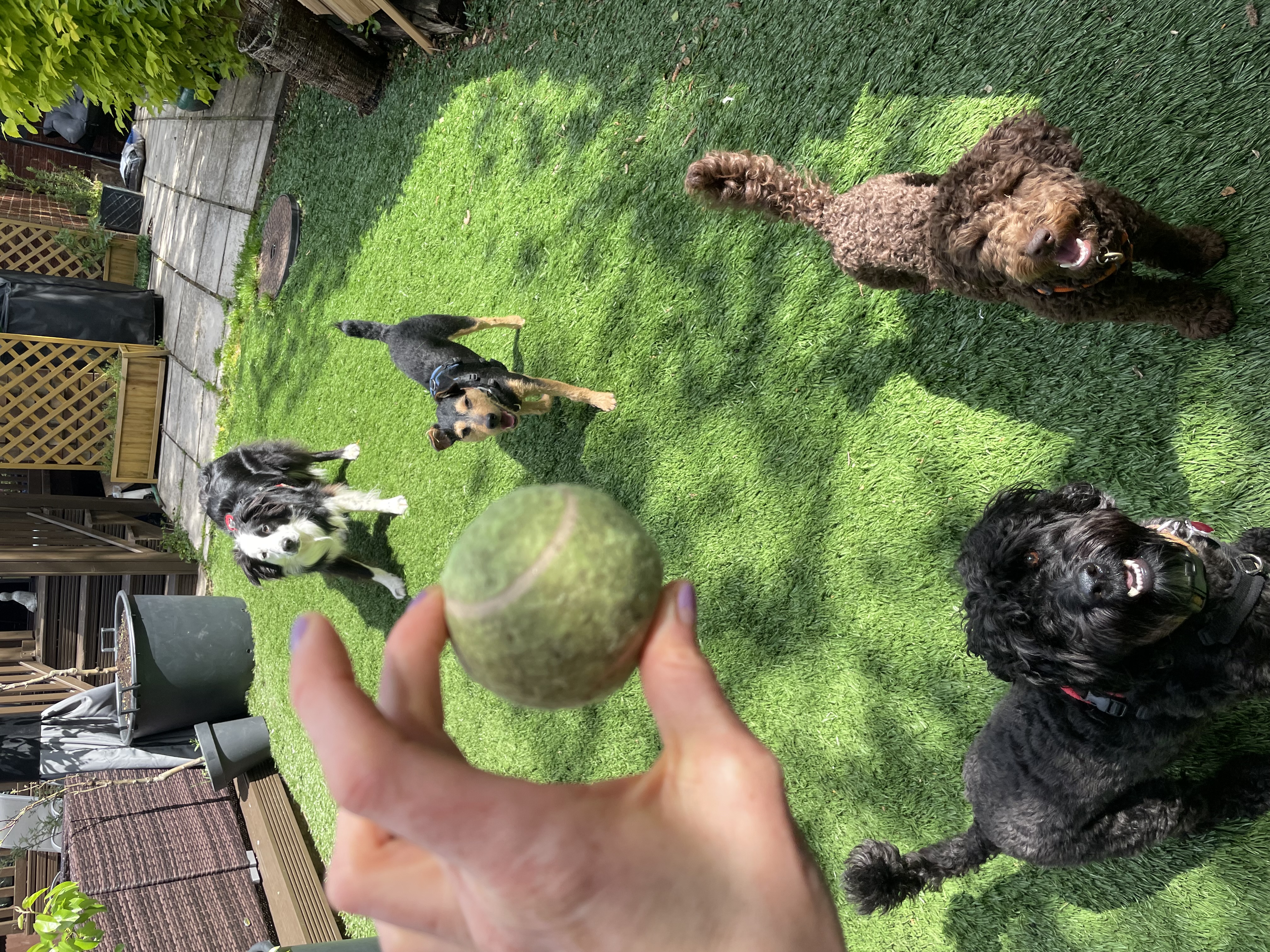 Several dogs relaxing together on artificial grass in a secure back garden