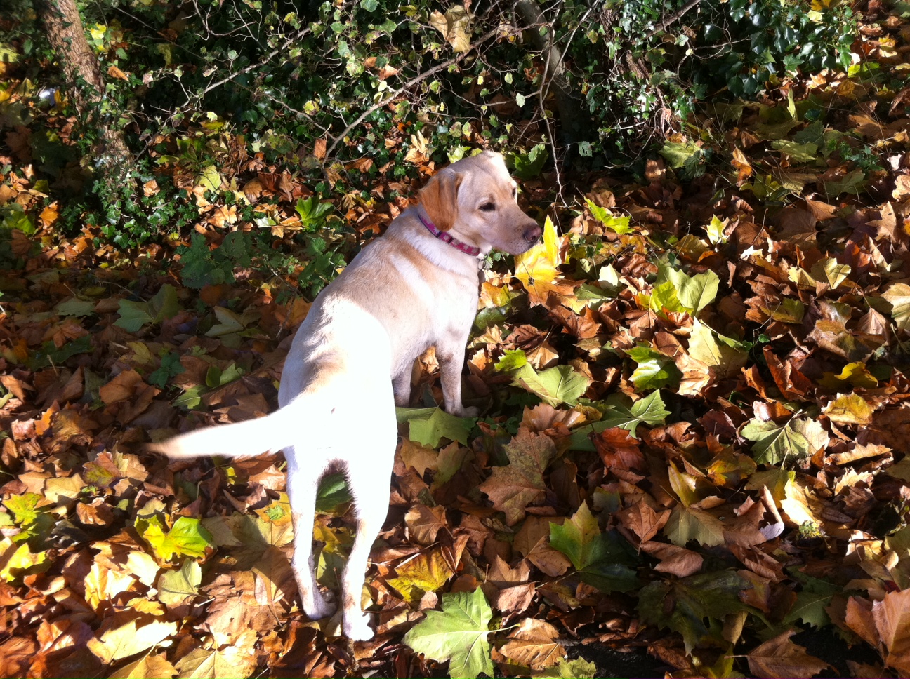 A dog among autumn leaves by parkland and water
