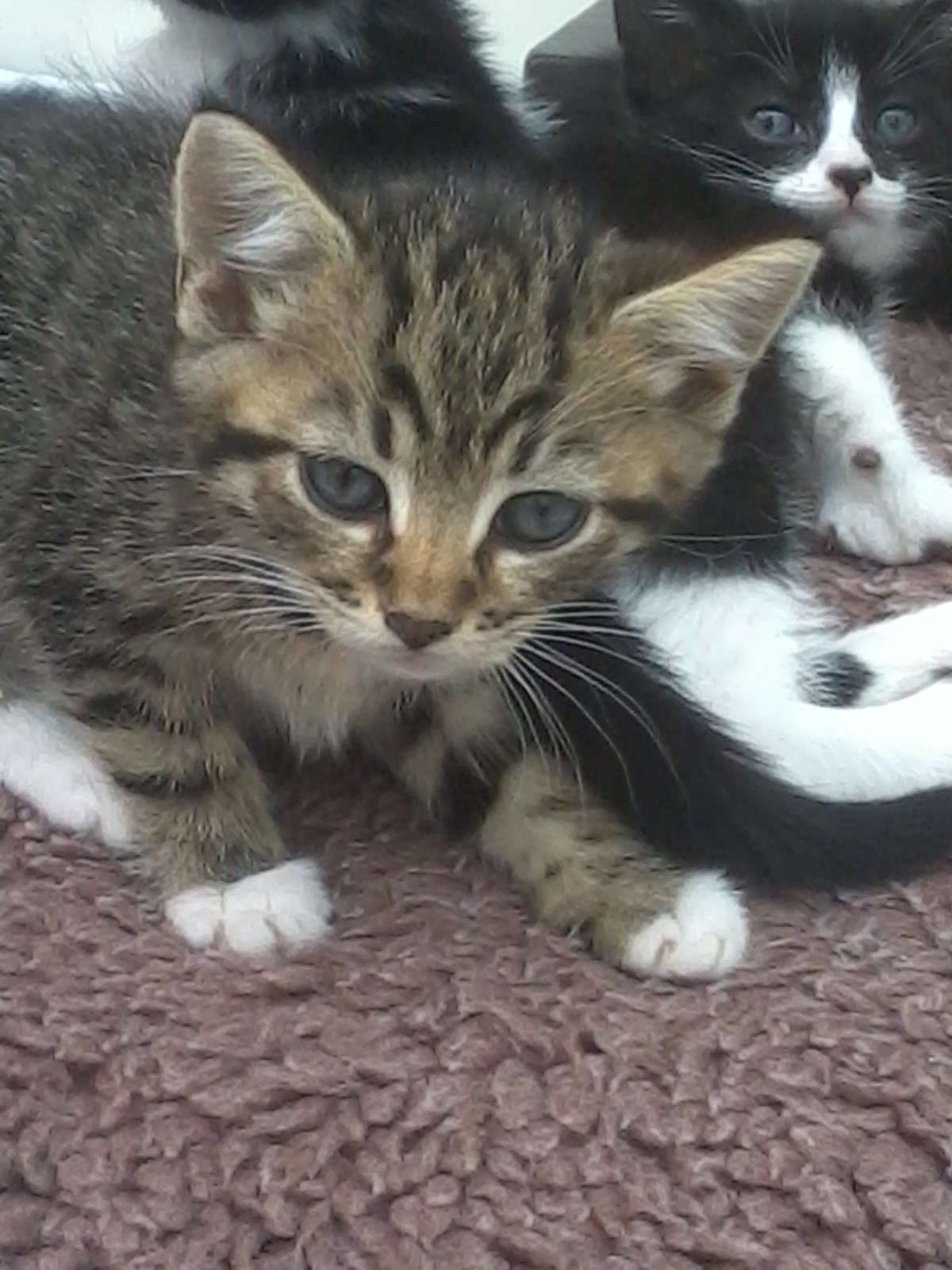 Kittens sitting indoors