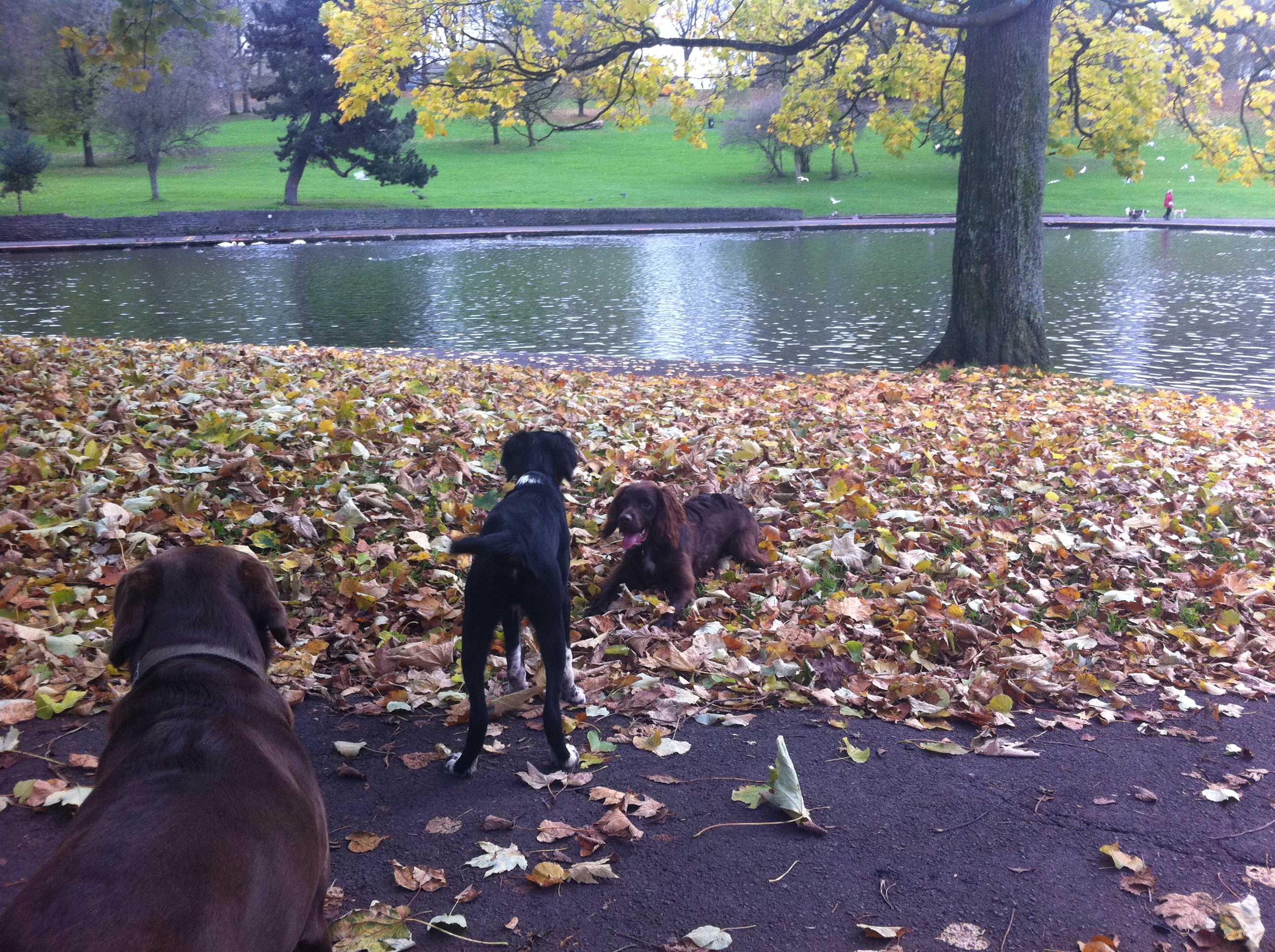 Dogs walking together in an autumn park near water and trees