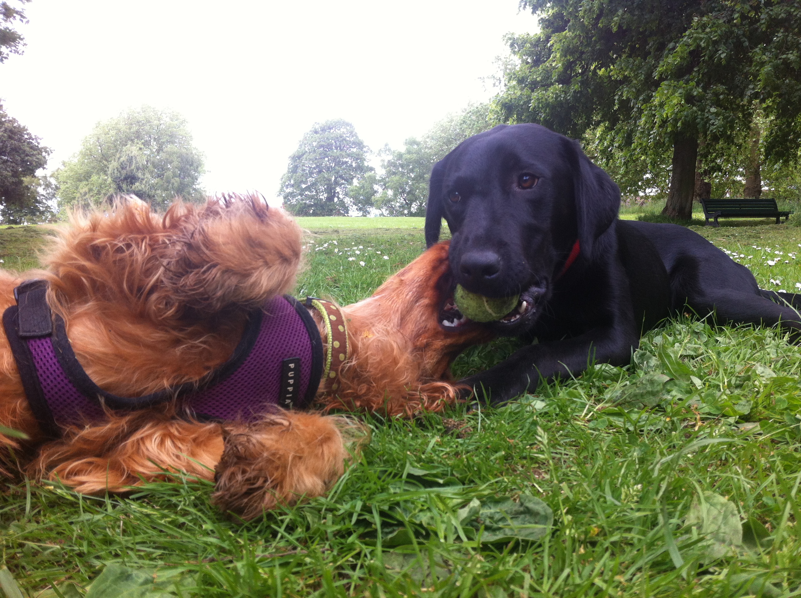 Two dogs lying together on grass in a park