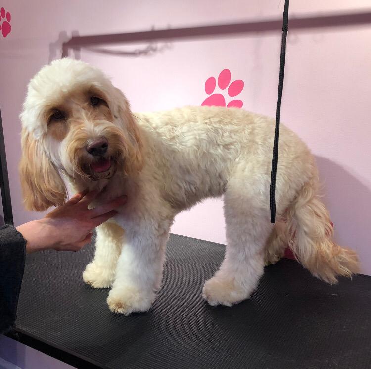Freshly groomed cream dog standing in a calm pink and white grooming room