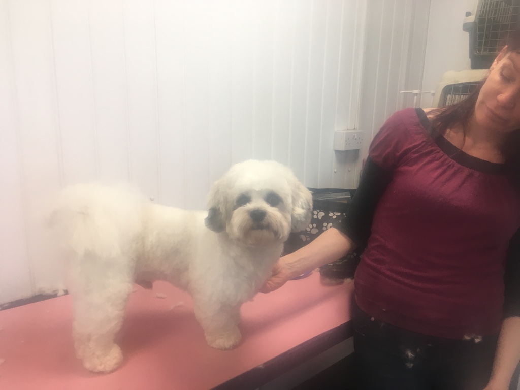 Small white dog on a pink grooming table with a groomer
