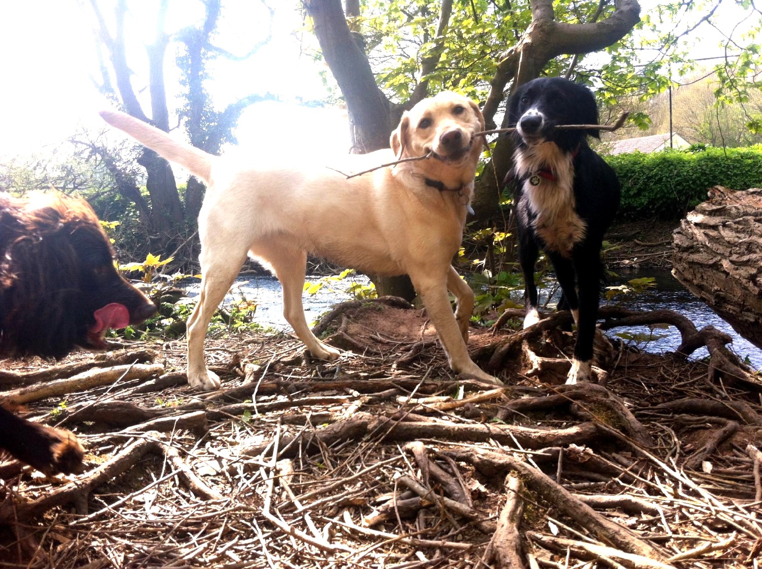 Several happy dogs together outdoors in a wooded, natural setting